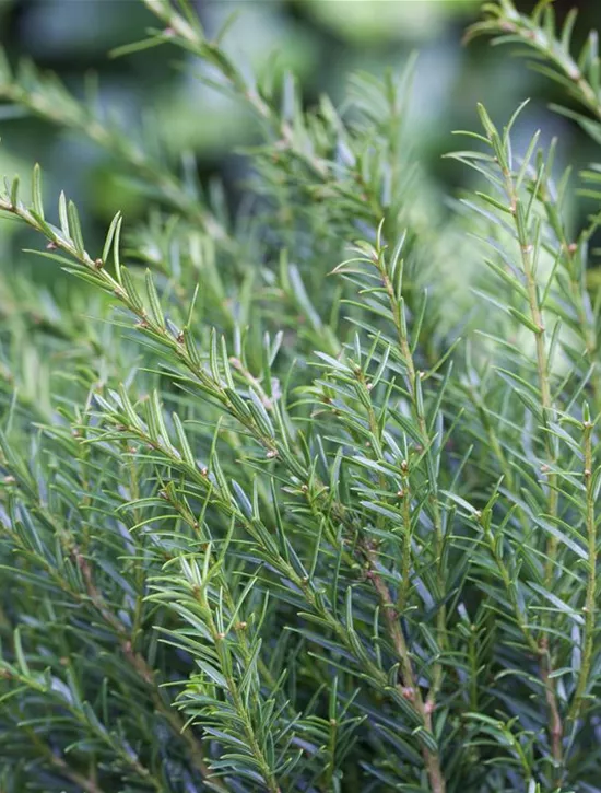 Taxus bacc. 25 Stück Eibe NEU Renkes 2024 Kleiner Grüner 15-20 cm